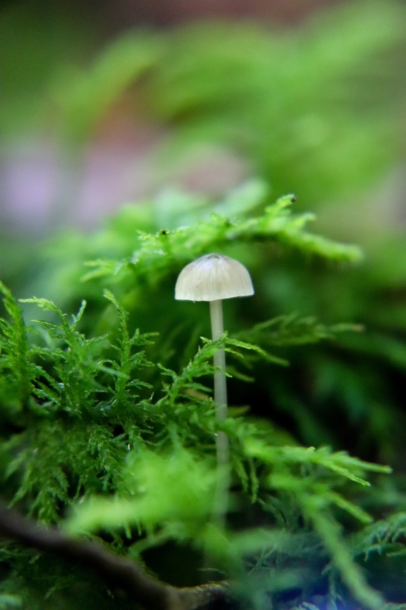 Елегантна краса Hemimycena delectabilis