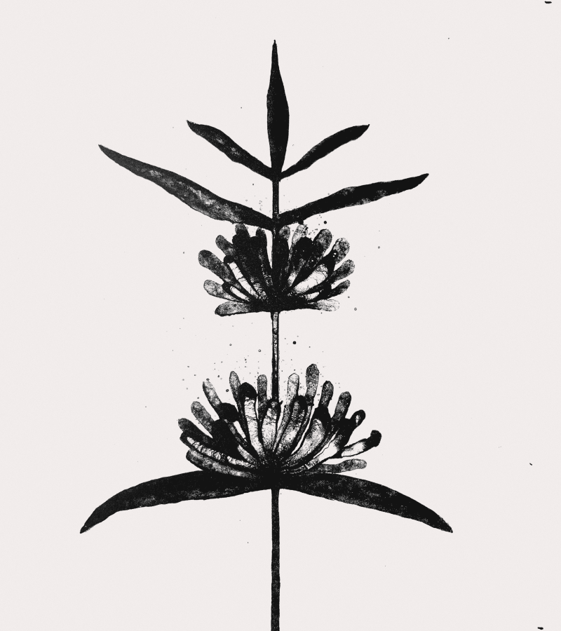 Flower 1